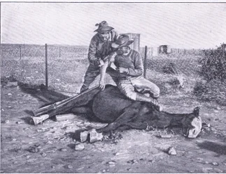 Wąska ucieczka. Ranny zwiadowca, któremu zastrzelono konia, z książki After Pretoria: The Guerilla War wydanej przez Harmsworth Bros Limited