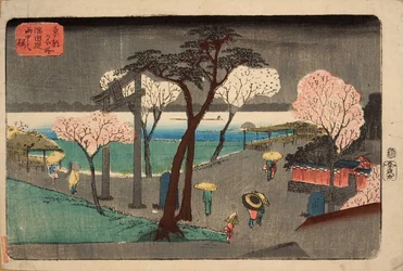 Wiśniowe drzewa w deszczu na nabrzeżu rzeki Sumida. Sumida zutsumi uchû no sakura