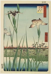 Ogród irysowy w Horikiri, maj 1857 r.