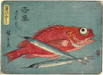 Red Snapper i Halfbeak, 1830-1844