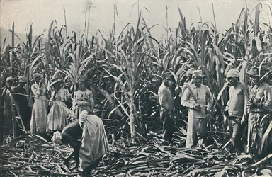 Plantacja trzciny cukrowej, 1916