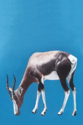 Blesbok pasący się na niebieskim tle