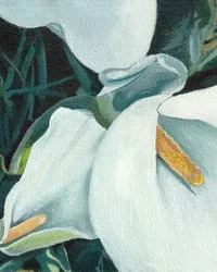Eleganckie lilie calla