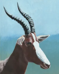 Majestatyczny portret blesboka