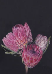 „Protea Medley” autorstwa Viccy Wanliss