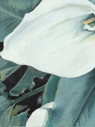 Kwiat białej lilii calla