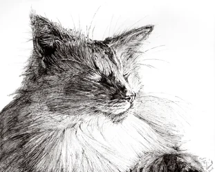 Monty przytulny chłopiec, 2015, (tusz na papierze)
