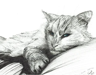 Monty, drzemka, 2016, (tusz na papierze)
