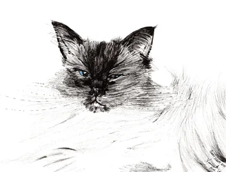 Zaspane oko, 2015, (tusz na papierze)