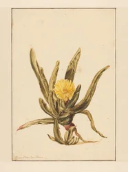 Icewort z żółtymi kwiatami (tytuł na obiekcie)