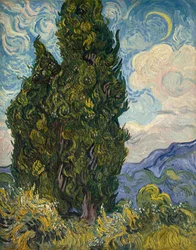 Cyprysy