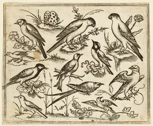 Jedenaście ptaków siedzących na kępach kwitnących liści i małych gałązek..., 1557.