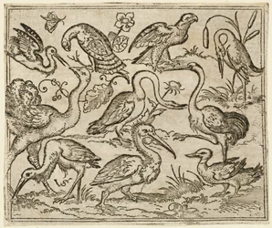 Struś po lewej stronie z dziewięcioma innymi ptakami, w tym czaplą i pelikanem..., 1557.
