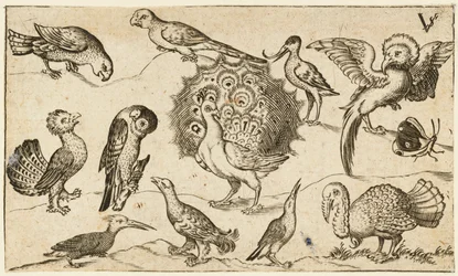 Paw pośrodku otoczony dziewięcioma innymi ptakami, w tym indykiem, oraz motylem..., 1572.