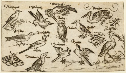 Dwanaście rodzajów ptaków, w tym sowa i pelikan, indywidualnie oznakowane i umieszczone..., 1572.
