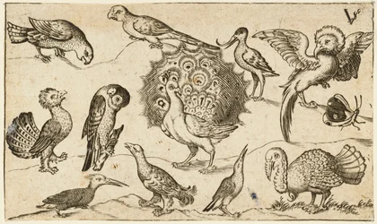 Paw pośrodku otoczony dziewięcioma innymi ptakami, w tym indykiem, oraz motyl na skąpym tle z niewielką kępką trawy, z Douce Ornament Prints Album I