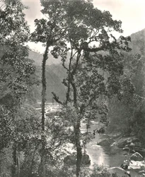 Widok na rzekę Kelani, Kurunegala, Cejlon, 1895.