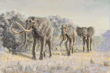 Słonie afrykańskie (pastel)