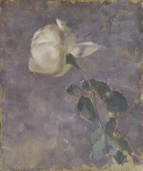 Róża