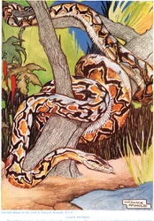 Pyton olbrzymi, ilustracja z "The New Natural History", autorstwa Johna Arthura Thompsona (1861-1933), opublikowana przez G.P. Putnam