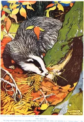 Borsuk, z "The New Natural History", autorstwa Johna Arthura Thompsona (1861-1933), opublikowanej przez G.P. Putnam