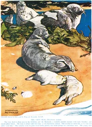 Foka szara, ilustracja z "The New Natural History", autorstwa Johna Arthura Thompsona (1861-1933), opublikowana przez G.P. Putnam