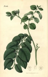 Breynia fruticosa (filantusz błyszczący, Phyllanthus turbinatus). Ręcznie kolorowana rycina botaniczna autorstwa Weddella z magazynu „Curtis