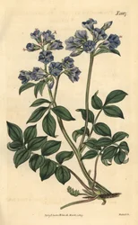 Creeping polemoine – pełzająca waleriana grecka, Polemonium reptans. Ręcznie kolorowana rycina botaniczna autorstwa Weddella z magazynu „Curtis