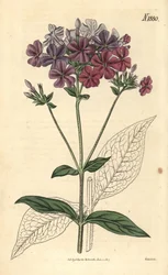 Floks ostrokończysty lub lychnidea, Phlox acuminata. Ręcznie kolorowana rycina botaniczna autorstwa Weddella z magazynu „Curtis