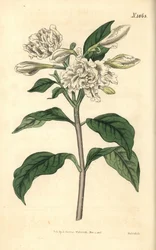 Korona Nerona – kwiat wiatraczek, Tabernaemontana divaricata (róża szerokolistna, Nerium coronarium). Ręcznie kolorowana rycina botaniczna autorstwa Weddella z magazynu „Curtis