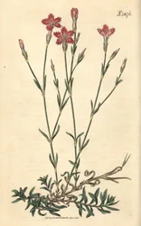 Goździk polny – Dianthus campestris. Ręcznie kolorowana rycina botaniczna autorstwa Weddella z magazynu „Curtis