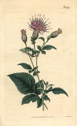 Saretta pięciolistna – Klasea quinquefolia (pięciolistna sawwort, Serratula quinquefolia). Ręcznie kolorowana rycina botaniczna autorstwa Weddella z magazynu Johna Simsa „Curtis
