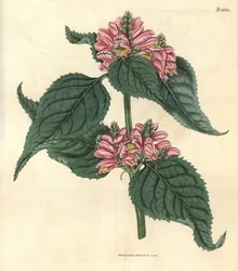 Galane de Lyon – żółwica lyońska, Chelone lyonii (Chelone major). Ręcznie kolorowana rycina botaniczna autorstwa Weddella z magazynu „Curtis