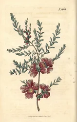 Melaleuca z liśćmi tymianku – melaleuca tymiankowa, Melaleuca thymifolia. Ręcznie kolorowana rycina botaniczna autorstwa Weddella z magazynu „Curtis