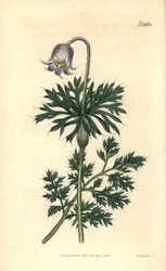 Bladokwiatowa sasanka łąkowa, Anemone pratensis obsoleta. Ręcznie kolorowana rycina botaniczna autorstwa Weddella z magazynu „Curtis