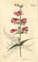 Penstemon campanulatus, kwiat