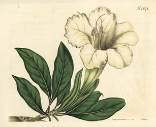 Solander lub trąbka liana - Solandra wielkokwiatowa, Solandra grandiflora. Ręcznie kolorowana rycina botaniczna autorstwa Weddella z magazynu Johna Simsa „Curtis