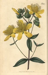 Dziurawiec zwyczajny – dziurawiec olimpijski, Hypericum olympicum (dziurawiec olimpijski szerokolistny, Hypericum olympicum latifolium). Ręcznie kolorowana rycina botaniczna autorstwa Weddella z czasopisma „Curtis