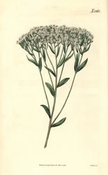 Stewia – stewia o liściach hyzopowych, Stevia eupatoria (Stevia hyssopifolia). Ręcznie kolorowana rycina botaniczna autorstwa Weddella z magazynu „Curtis
