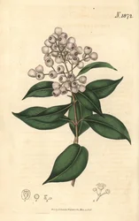 Syzygium smithii (eugenia okrągłopłodna, Eugenia elliptica). Ręcznie kolorowana rycina botaniczna autorstwa Weddella z magazynu „Curtis