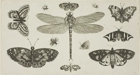 Ważka, biedronki i motyle z Diversae Insectorum... Figurae