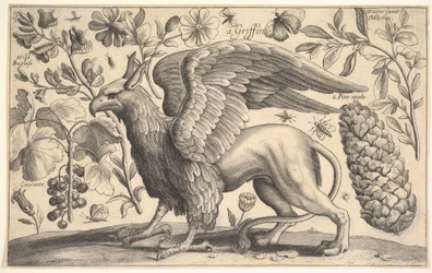 Gryf, 1625-77.