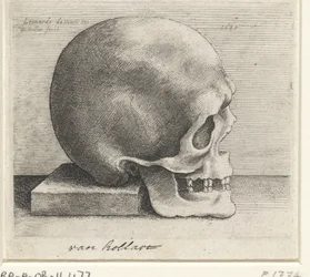 Badanie anatomiczne czaszki