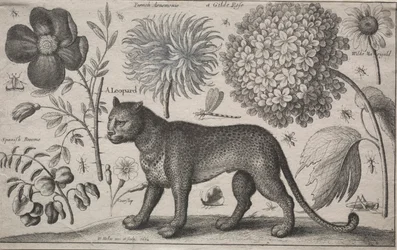 Zwierzęta i rośliny: lampart z roślinami i owadami, 1662.