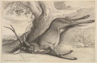 Martwy jeleń, 1646.