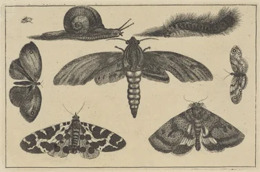 Trzy ćmy, motyle, chrząszcz, ślimak i gąsienica Różne owady (tytuł serii) Diversae Insectorum (tytuł serii)