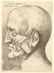 Ecorche głowa mężczyzny z profilu po lewej, 1660.