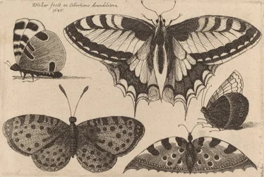 Pięć motyli, 1646.