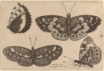 Cztery motyle