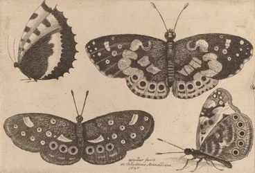 Cztery motyle, 1646.